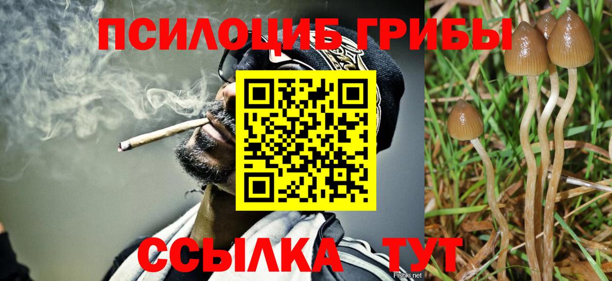Псилоцибиновые грибы Psilocybe Дивногорск